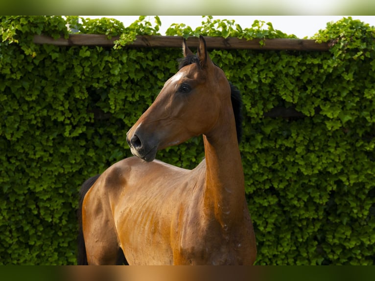 Holstein Mare 4 years 16,1 hh Brown in Waddinxveen