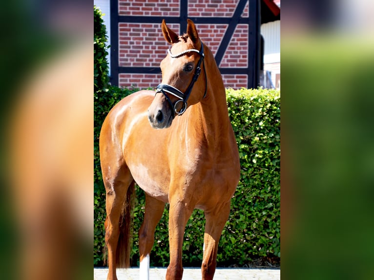 Holstein Mare 4 years 16,1 hh Chestnut-Red in Nottuln