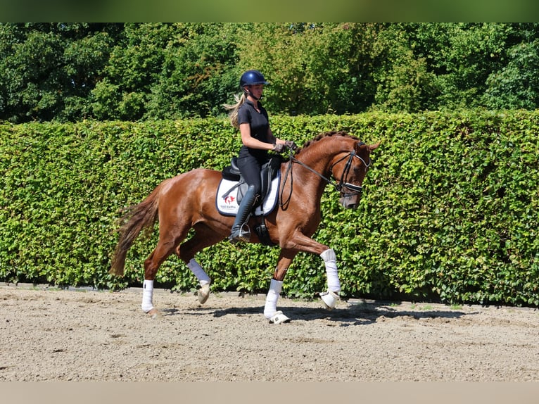 Holstein Mare 4 years 16,1 hh Chestnut-Red in Nottuln