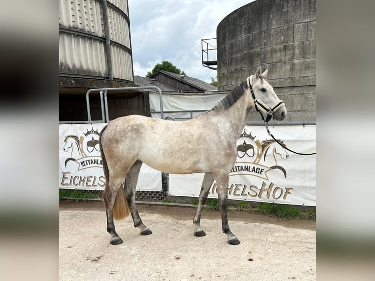 Holstein Mare 4 years 16,1 hh Gray in Brombachtal