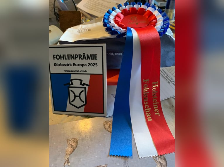 Holstein Mare 4 years 16,1 hh Grey-Blue-Tan in Firrel