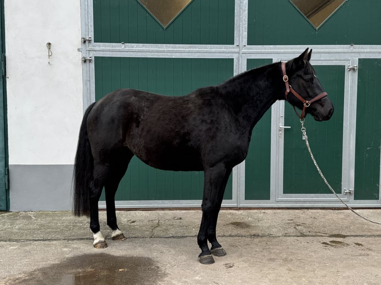 Holstein Mare 4 years 16,2 hh Black in Ilfeld