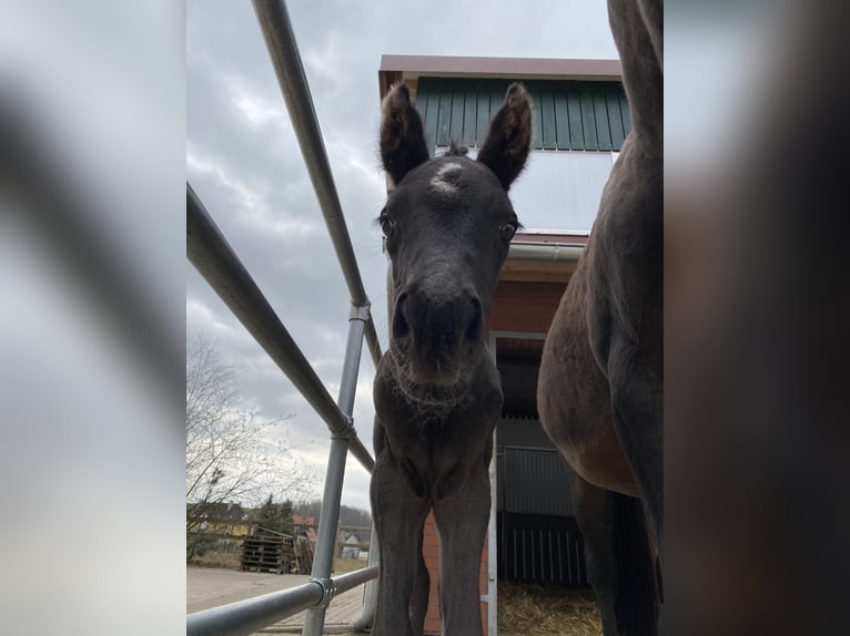 Holstein Mare 4 years 16,2 hh Black in Ilfeld