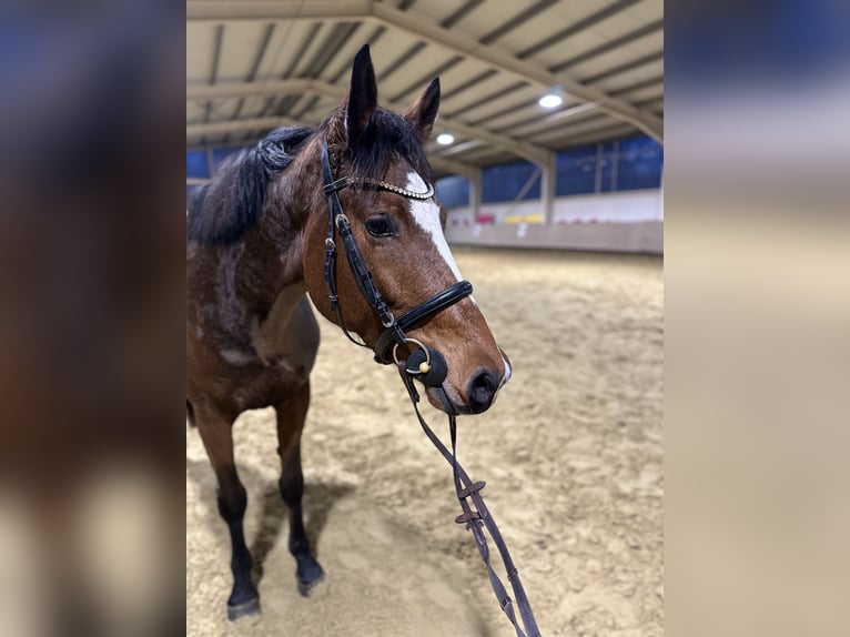 Holstein Mare 4 years 16,2 hh Brown in BeselichBeselich