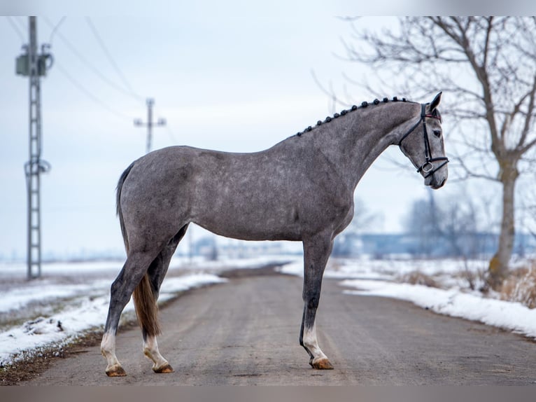 Holstein Mare 4 years 16,3 hh Grey in Orosháza