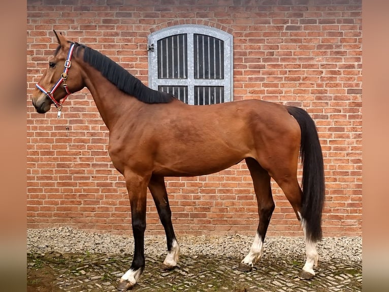 Holstein Mare 4 years 17 hh Brown in Bodenrode-Westhausen