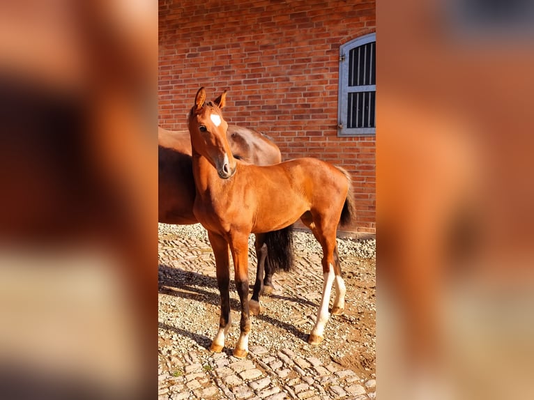 Holstein Mare 4 years 17 hh Brown in Bodenrode-Westhausen