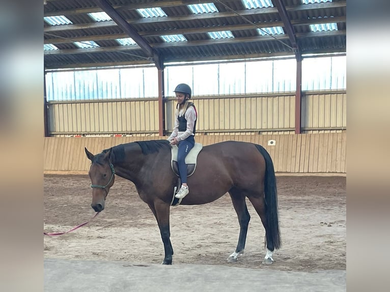 Holstein Mare 4 years 17 hh Brown in Selk