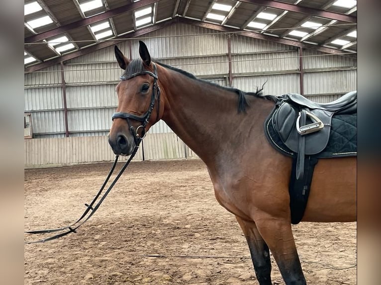 Holstein Mare 4 years 17 hh Brown in Selk