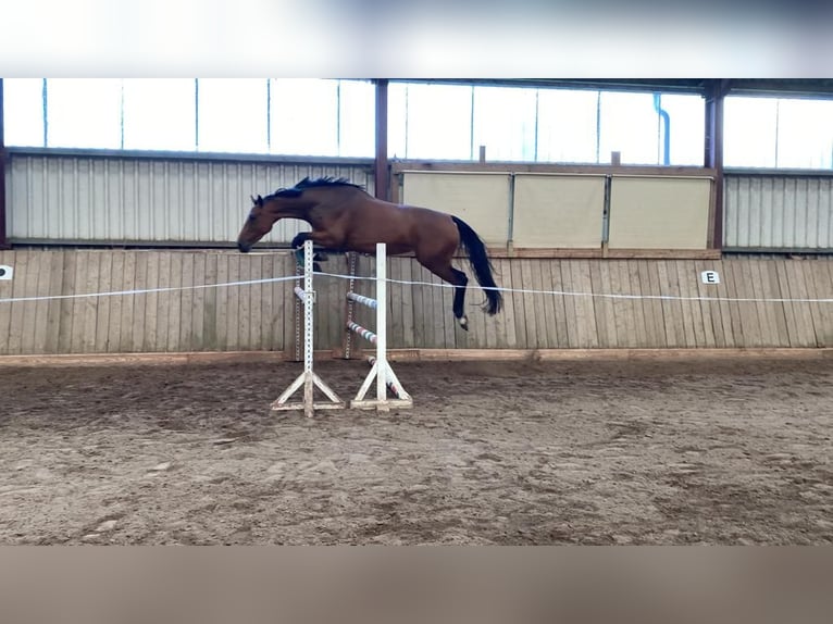 Holstein Mare 4 years 17 hh Brown in Selk
