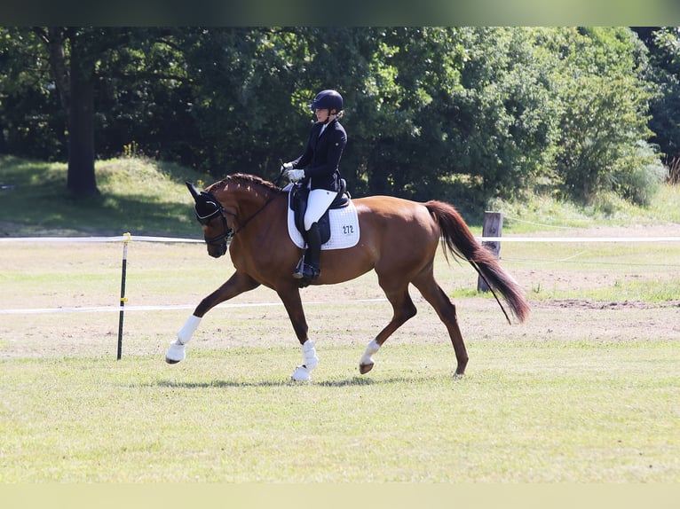 Holstein Mare 4 years 17 hh Chestnut-Red in Norderstedt