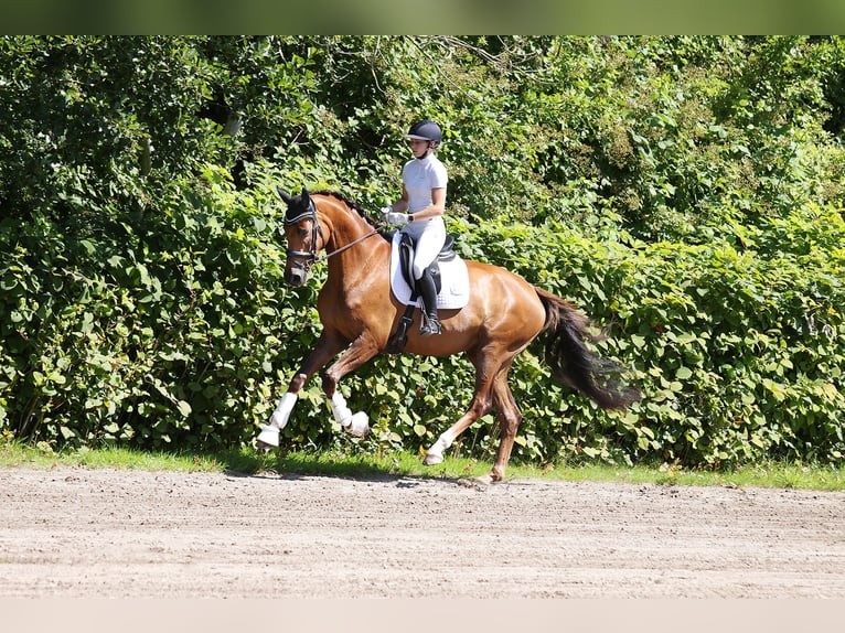 Holstein Mare 4 years 17 hh Chestnut-Red in Norderstedt