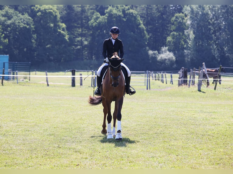 Holstein Mare 4 years 17 hh Chestnut-Red in Norderstedt