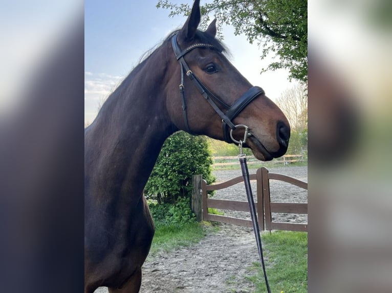 Holstein Mare 4 years 18,1 hh Brown in Appen