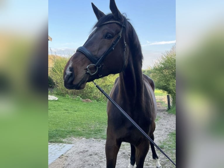 Holstein Mare 4 years 18,1 hh Brown in Appen