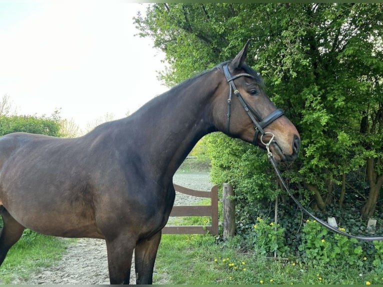 Holstein Mare 4 years 18,1 hh Brown in Appen