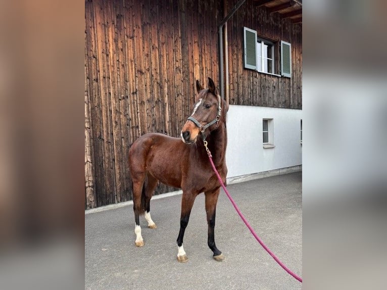 Holstein Mare 4 years Bay-Dark in AuwAuw