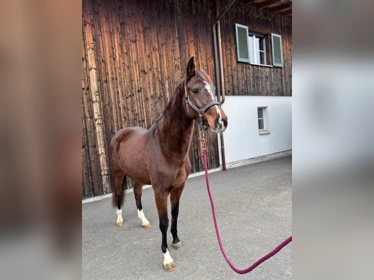 Holstein Mare 4 years Bay-Dark in AuwAuw