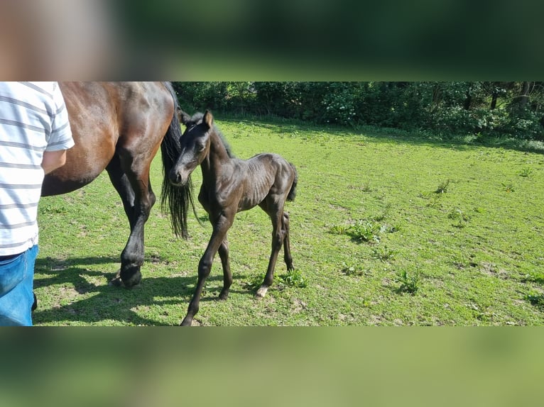 Holstein Mare 4 years Black in Ringstedt
