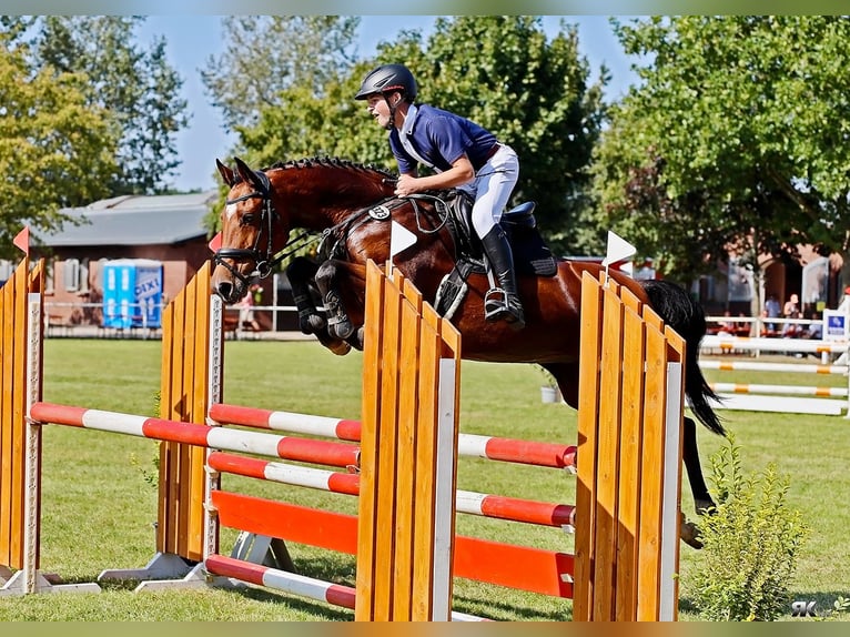 Holstein Mare 5 years 15,2 hh Brown in Oderaue