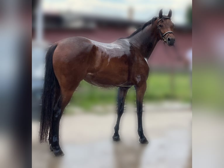 Holstein Mare 5 years 15,2 hh Brown in Breydin