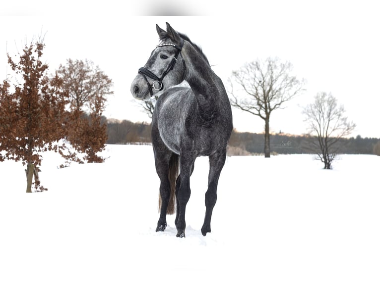 Holstein Mare 5 years 15.2 hh Grey-Dark-Tan in Wedel