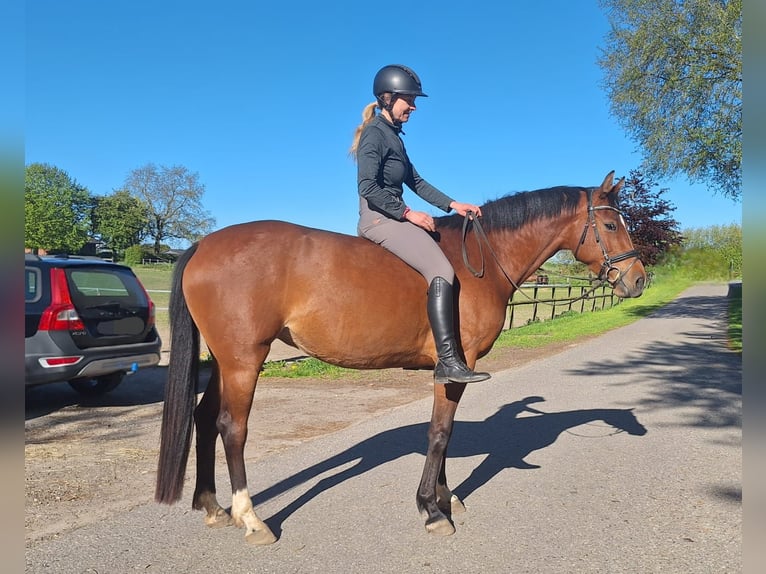 Holstein Mare 5 years 15.3 hh Brown in Mohrkirch