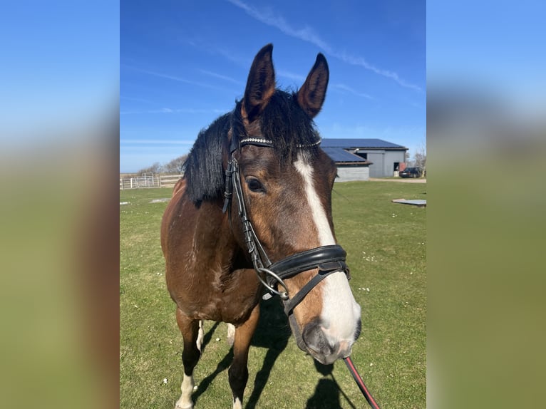 Holstein Mare 5 years 15.3 hh Brown in Oldsum