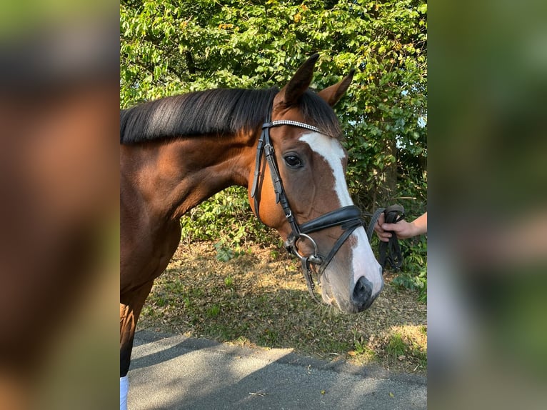 Holstein Mare 5 years 15,3 hh Brown in Emmelsbüll-Horsbüll