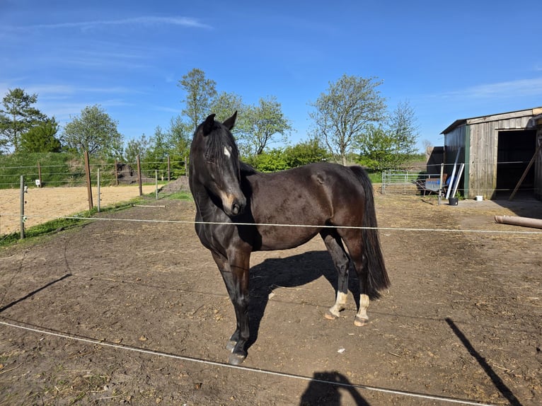Holstein Mare 5 years 15 hh Smoky-Black in Achtrup