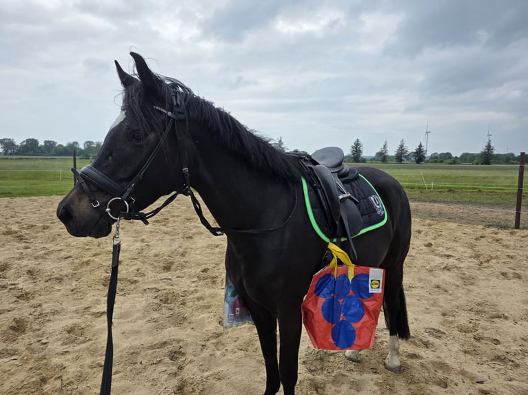 Holstein Mare 5 years 15 hh Smoky-Black in Achtrup