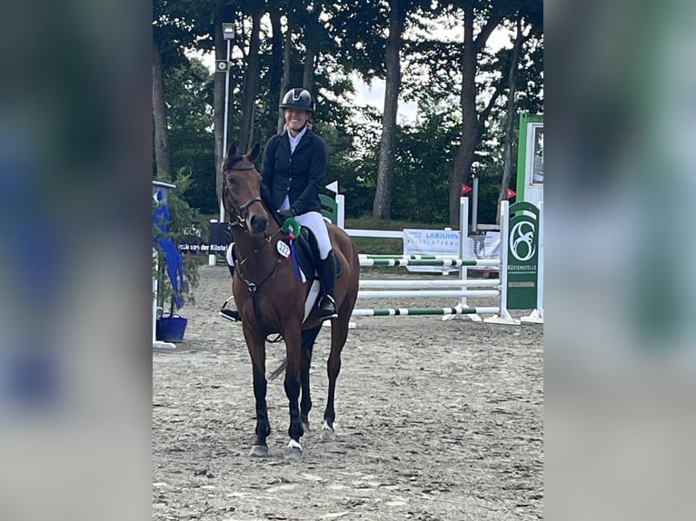 Holstein Mare 5 years 15,2 hh Brown in Langstedt