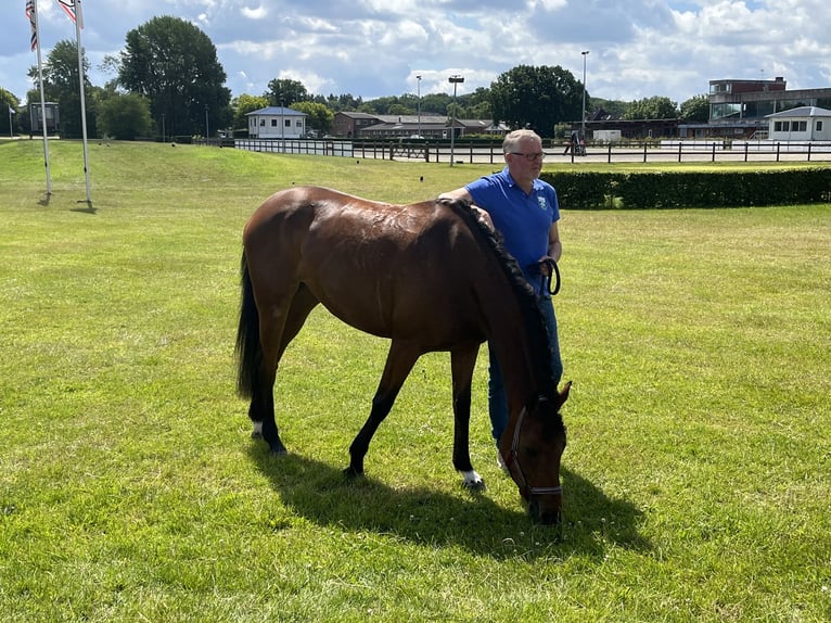 Holstein Mare 5 years 15,2 hh Brown in Langstedt