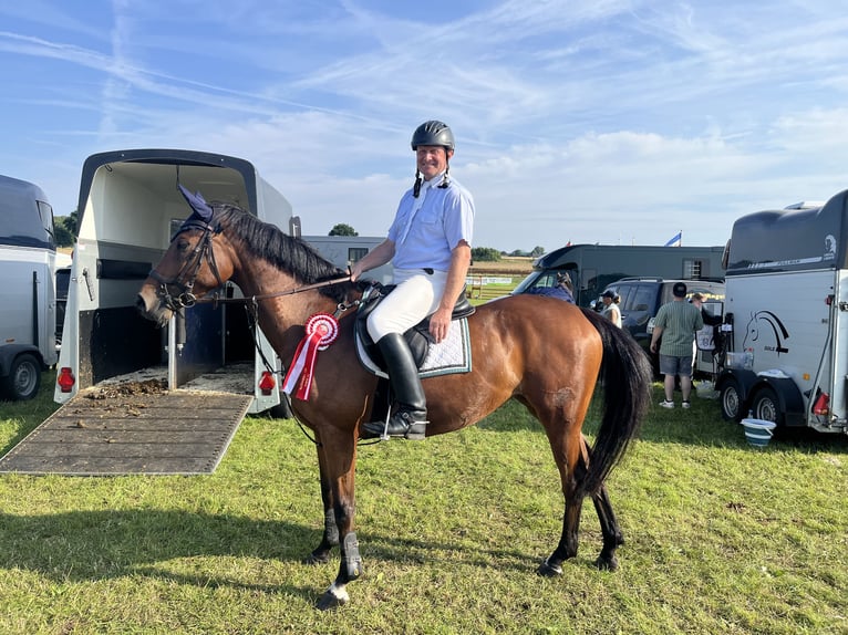 Holstein Mare 5 years 15,2 hh Brown in Langstedt