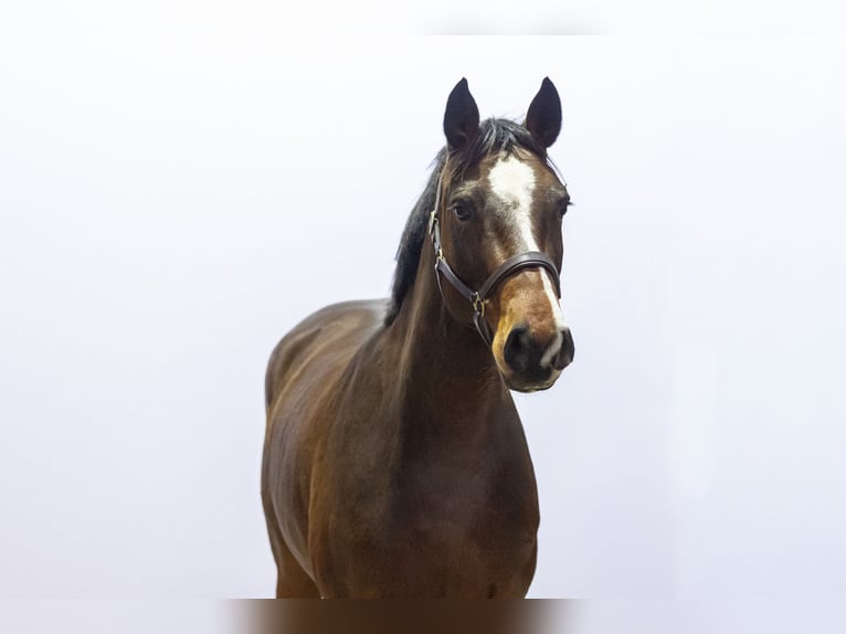 Holstein Mare 5 years 15,2 hh Brown in Waddinxveen