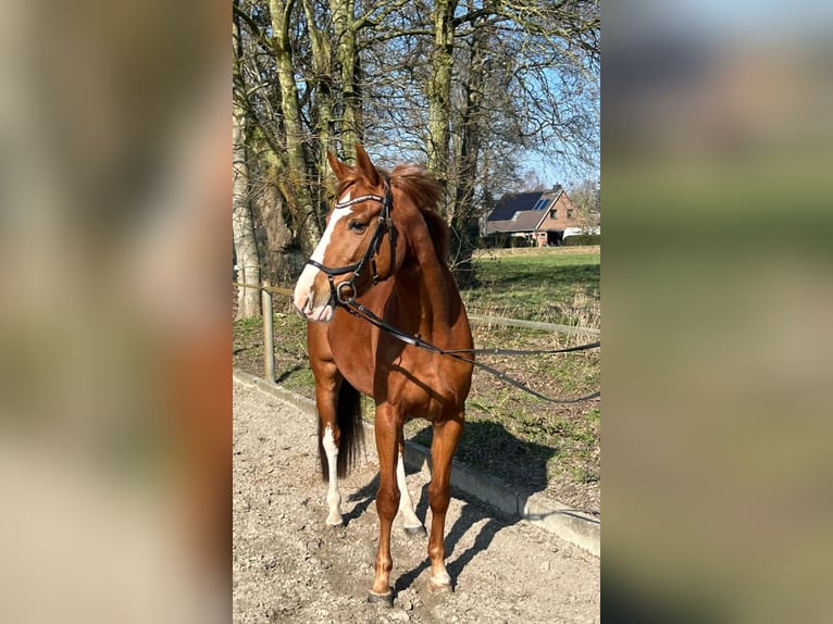 Holstein Mare 5 years 15,2 hh Chestnut-Red in Dörpum