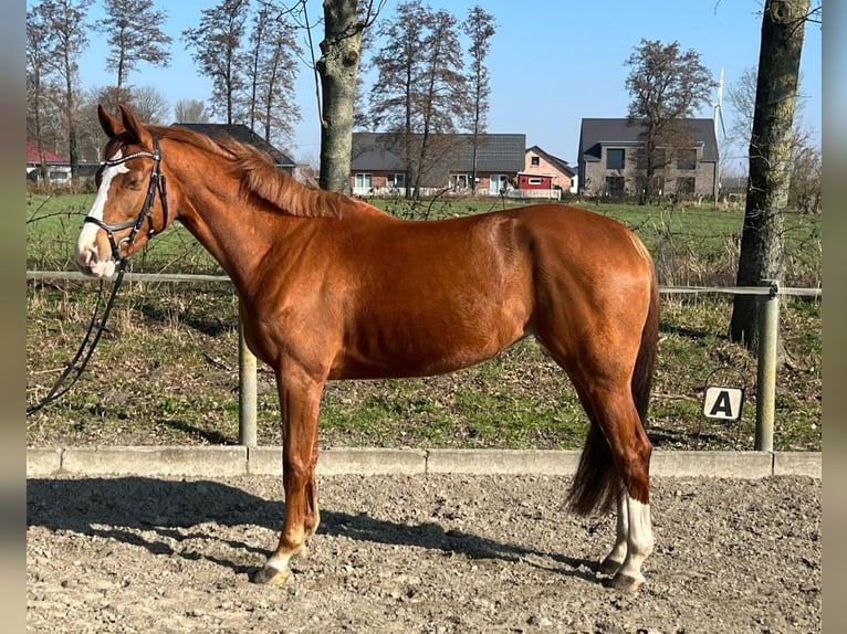 Holstein Mare 5 years 15,2 hh Chestnut-Red in Dörpum