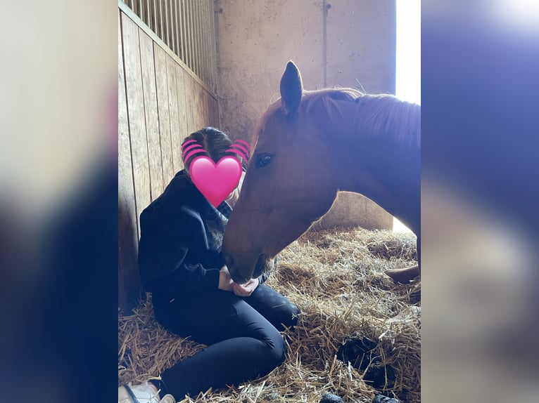 Holstein Mare 5 years 15,2 hh Chestnut-Red in Pennewang