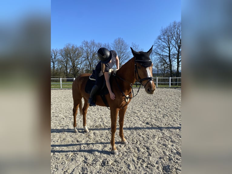 Holstein Mare 5 years 15,2 hh Chestnut-Red in Pennewang