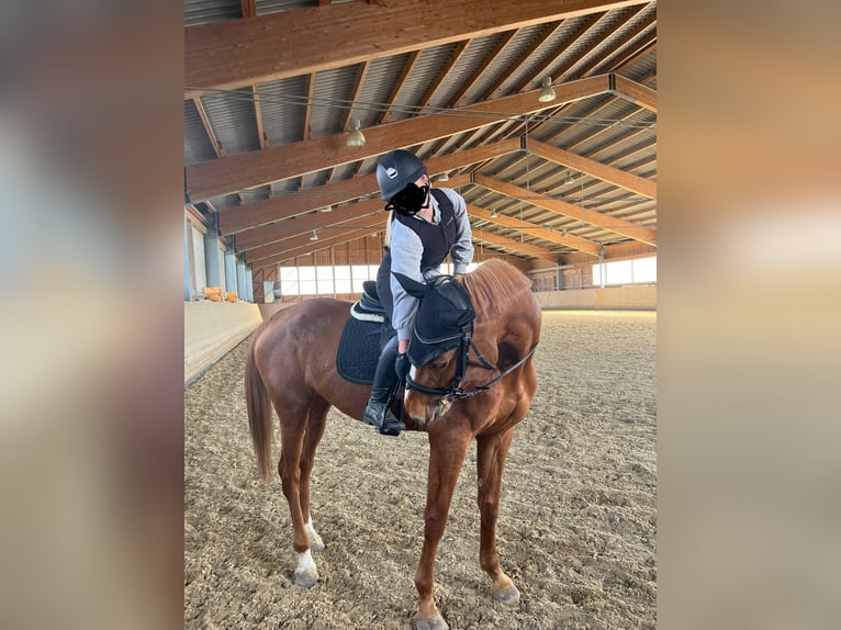 Holstein Mare 5 years 15,2 hh Chestnut-Red in Pennewang