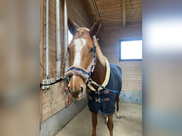 Holstein Mare 5 years 15,2 hh Chestnut-Red in Pennewang