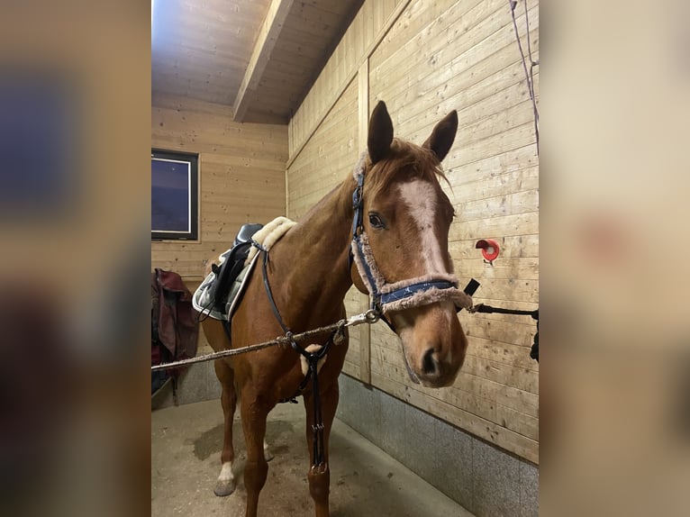 Holstein Mare 5 years 15,2 hh Chestnut-Red in Pennewang