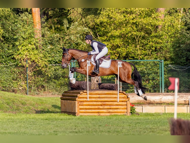 Holstein Mare 5 years 16.1 hh Bay-Dark in Bruchsal
