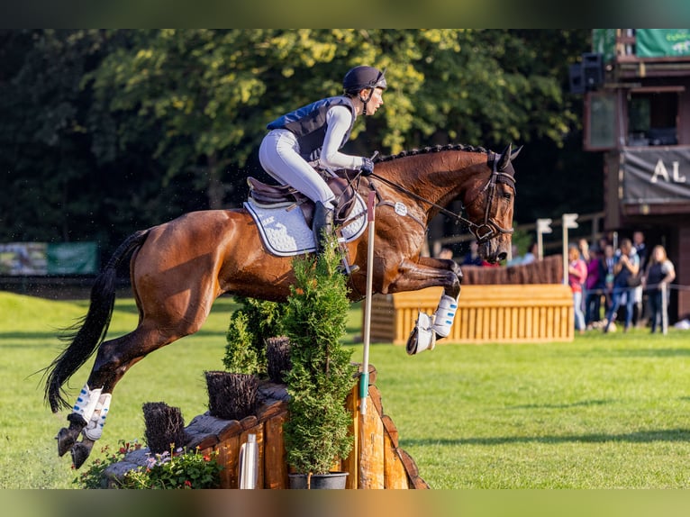Holstein Mare 5 years 16.1 hh Bay-Dark in Bruchsal