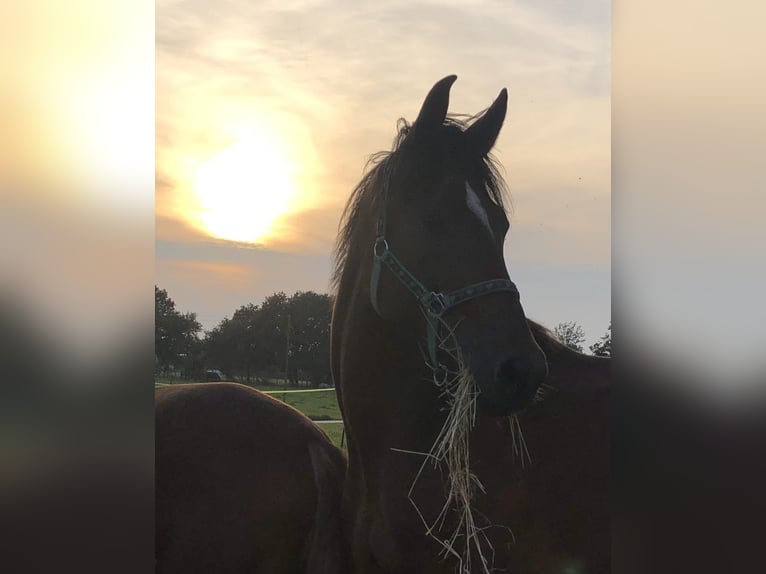 Holstein Mare 5 years 16,1 hh Black in Köln