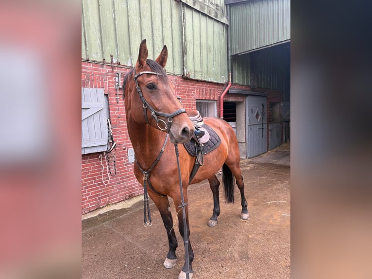 Holstein Mare 5 years 16.1 hh Brown in Neukirchen