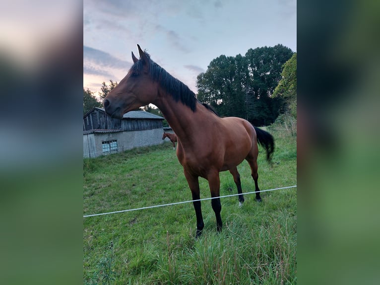 Holstein Mare 5 years 16,1 hh Brown in Datzetal