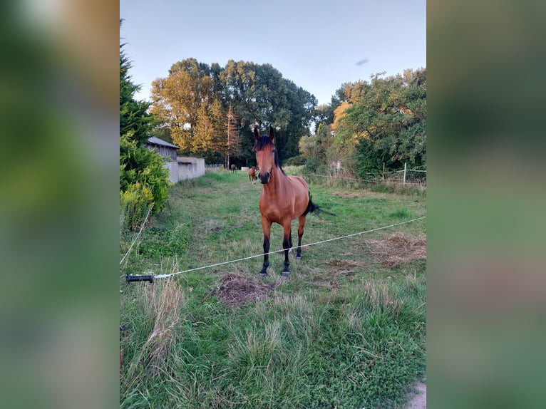 Holstein Mare 5 years 16,1 hh Brown in Datzetal