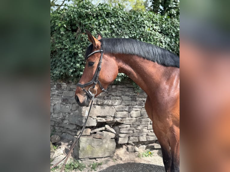 Holstein Mare 5 years 16.1 hh Brown in Ratingen