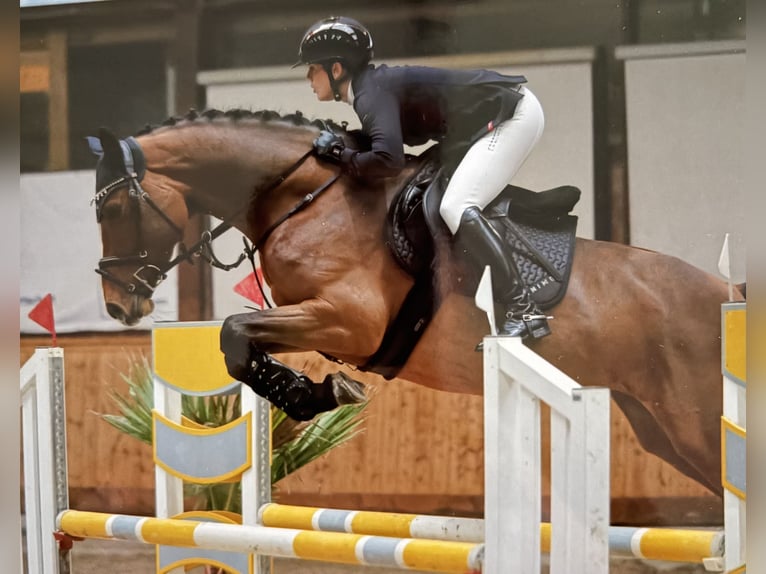 Holstein, Mare, 5 years, 16.1 hh, Brown